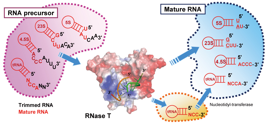 Nature_Chem_Bio_2011