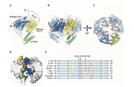 RNA_2008